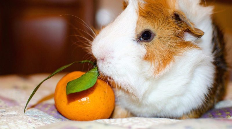 Pourquoi la vitamine C est-elle si importante pour les cochons d'Inde ? -  Omlet Blog France